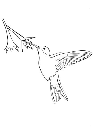 Колибри рисунок