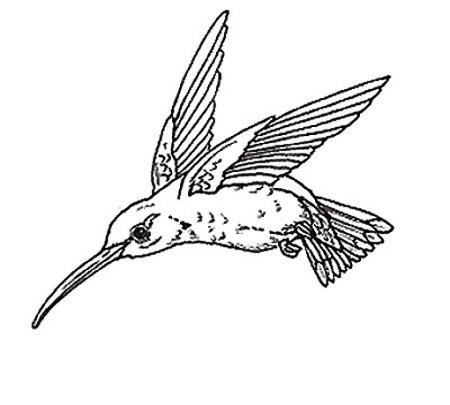 Колибри рисунок раскраска