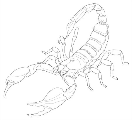 Скорпион для рисования
