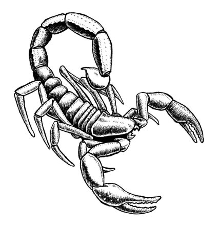 Scorpion risunok
