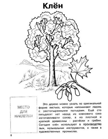 Клен рисунок