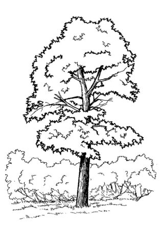 Лист клёна рисунок