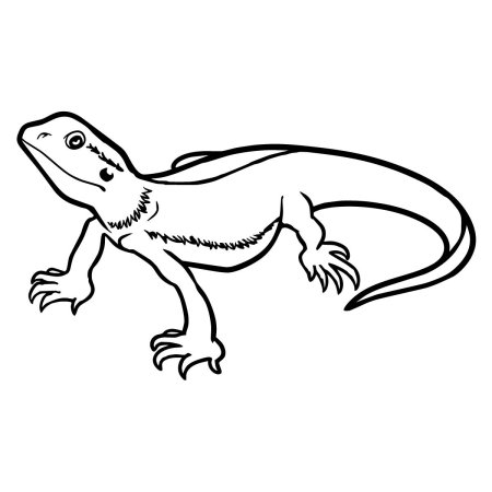 Плащеносная ящерица раскраска
