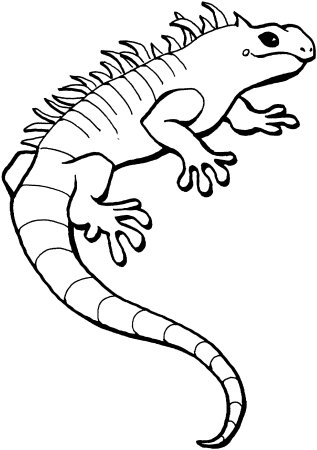 Ящерица раскраска