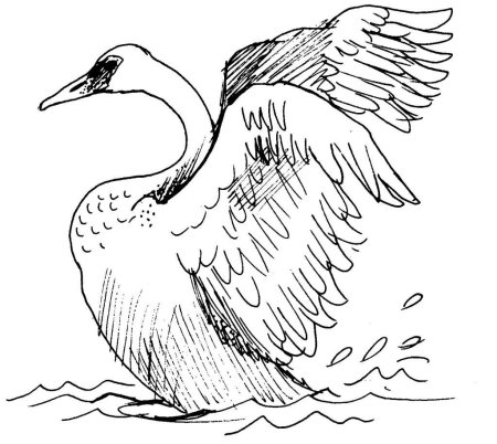 Лебедь рисунок раскраска