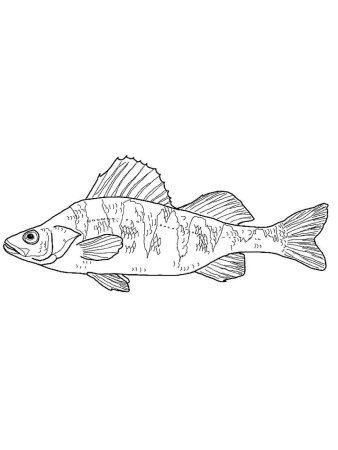 Окунь рисунок