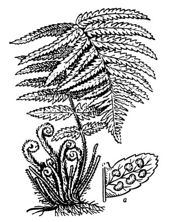 Папоротник (Polypodiophyta)