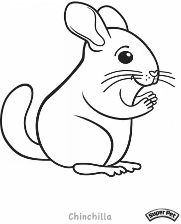 Шиншилла рисунок