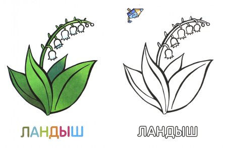 Ландыш Майский раскраска