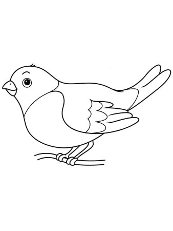Раскраска птицы Снегирь