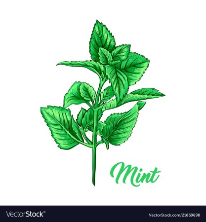 Мята перечная разукрашка