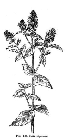 Mint Coloring