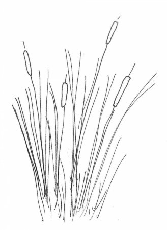 Камыш рисунок