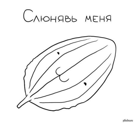 Подорожник раскраска