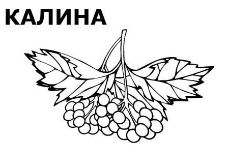 Калина раскраска для детей