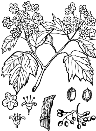 Кора калины Фармакогнозия