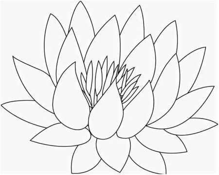 Кувшинка белая (Nymphaea Alba)