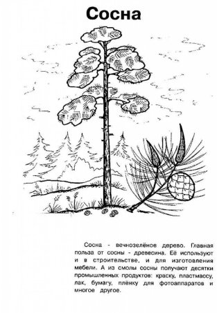 Ель раскраска для детей