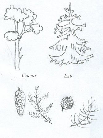 Раскраска ель и сосна