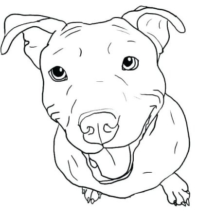 Раскраска собака питбуль