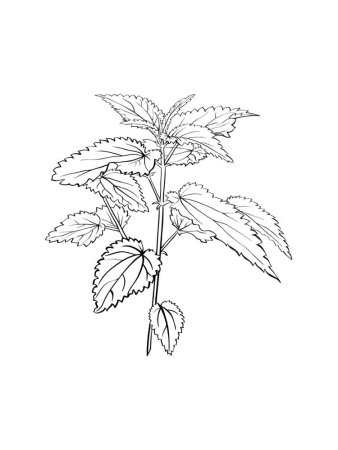 Крапива двудомная раскраска