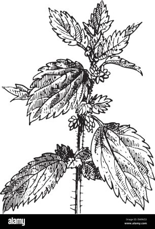 Крапива двудомная (Urtica dioica)
