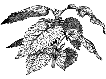 Крапива контур