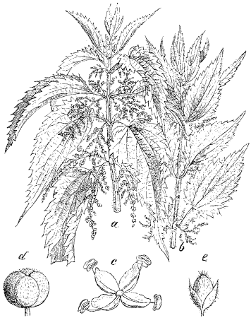Крапива двудомная (Urtica dioica)