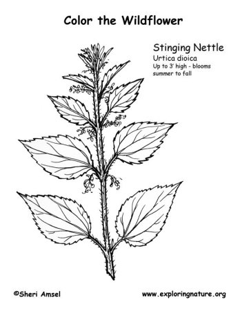 Крапива двудомная (Urtica dioica)