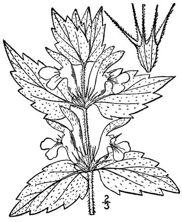 Крапива двудомная (Urtica dioica)