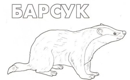 Раскраска Дикие животные барсук