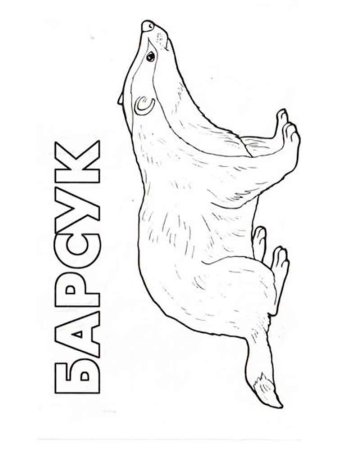 Барсук раскраска