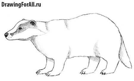 Барсук анатомия
