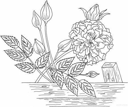 Раскраски для скетчинга цветы
