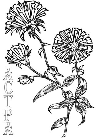 Цветы Астра,циния