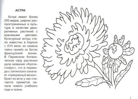 Хризантема раскраска