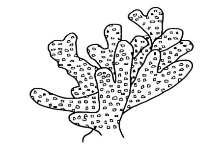 Кораллы раскраска