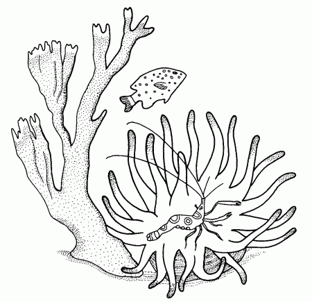Морские растения