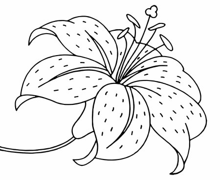 Лилии раскраска красивые