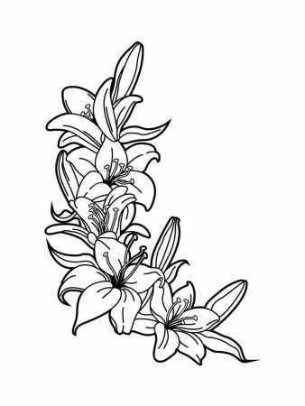Лилия рисунок