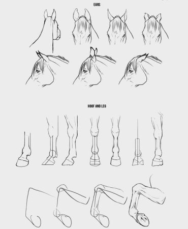 Референс ноги лошади сзади