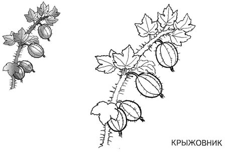 Разукрашка крыжовник