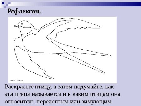 Рефлексия с птицами