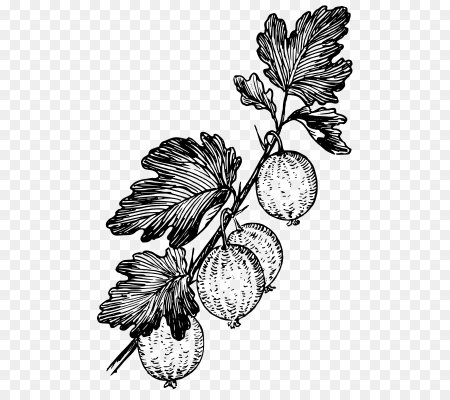 Крыжовник ардеко Gooseberry illustration