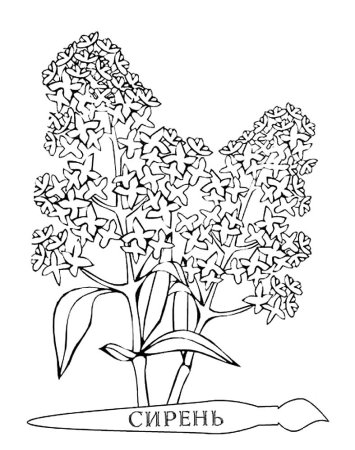 Сирень раскраска
