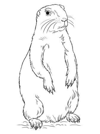 Крапчатый суслик раскраска