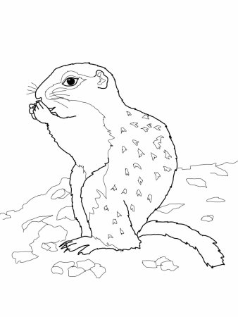 Нарисовать суслика