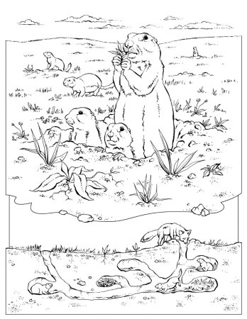Сурикат раскраска для детей