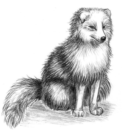 Песец рисунок