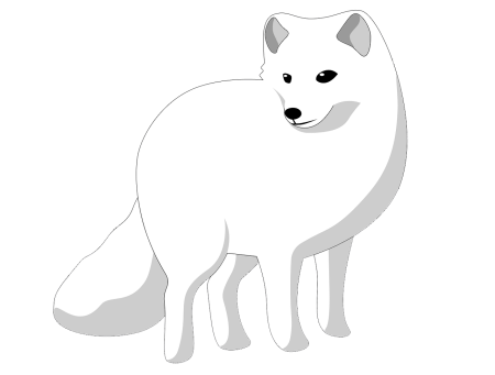 Песец рисунок